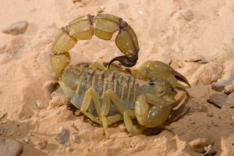 Androctonus australis della Tunisia